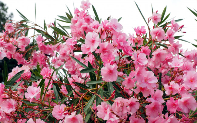 Обои картинки фото цветы, олеандры, куст, розовый