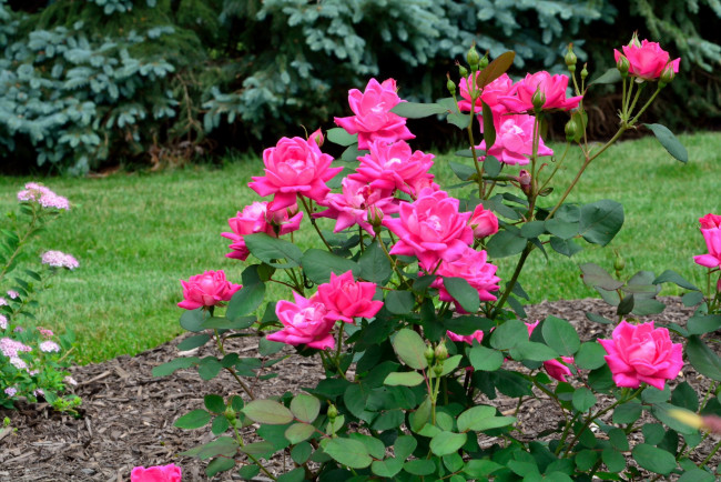 Обои картинки фото цветы, розы, розовый, куст