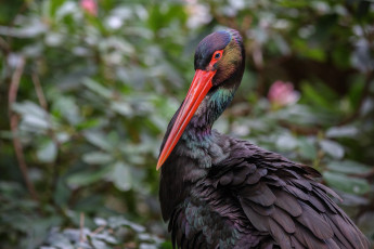 Картинка животные аисты аист зоопарк краски птицы черный