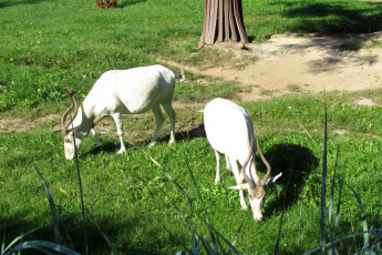 Картинка животные козы двое трава растения