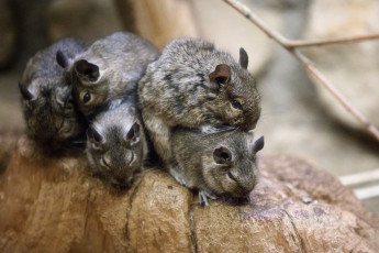 Картинка животные крысы +мыши весна зоопарк мыши