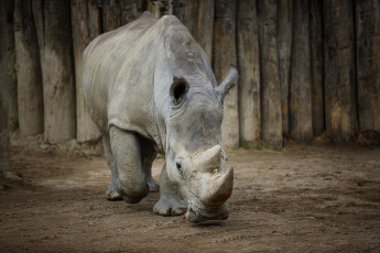 Картинка животные носороги весна зоопарк носорог
