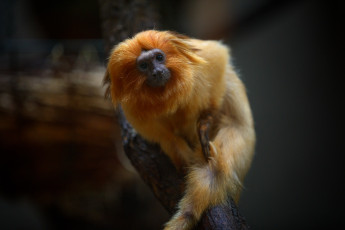 Картинка животные обезьяны золотой лангур зоопарк мартышка примат