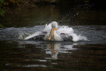 Картинка животные пеликаны брызги вода зоопарк красиво пеликан птица