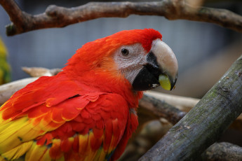 Картинка животные попугаи попугай перья цвет птица забавный