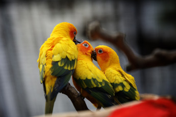 Картинка животные попугаи зоопарк красиво птица