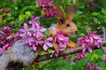Картинка животные белки апрель весна яблоня