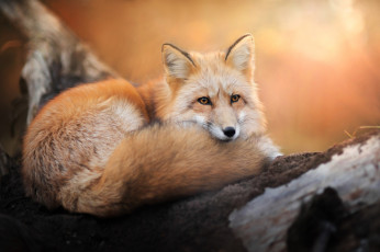 Картинка животные лисы лис хвост взгляд лиса