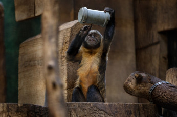 Картинка животные обезьяны зоопарк капуцин мартышка обезьяна