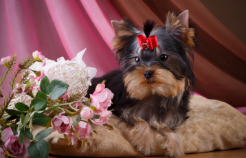 Картинка животные собаки розы цветы йоркширский терьер девочка щенок бантик