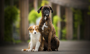 Картинка животные собаки две боке tini sunny