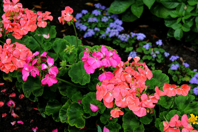 Обои картинки фото цветы, герань, садовые, флора, растения, клумба, лето
