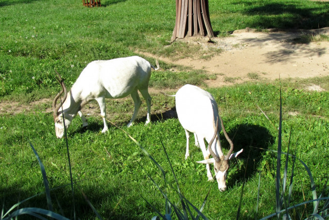 Обои картинки фото животные, козы, двое, трава, растения