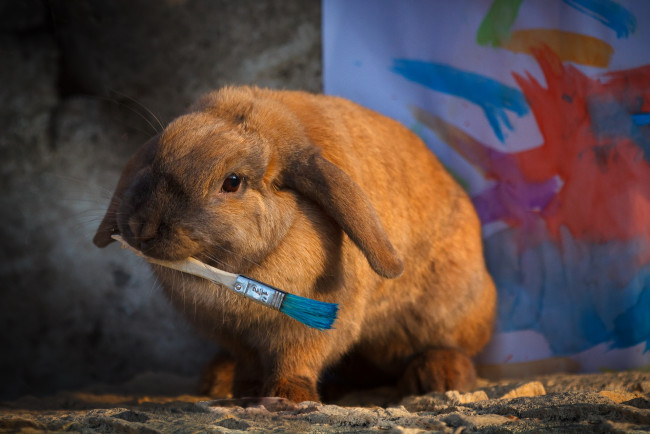 Обои картинки фото животные, кролики,  зайцы, кисть, краски, кролик, художник