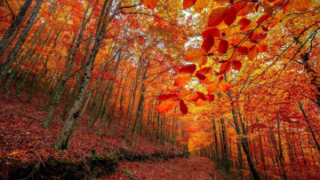 обоя природа, лес, осень, листья, листопад
