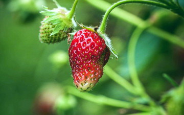 Картинка природа ягоды клубника