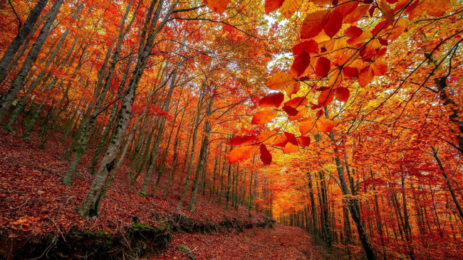 Обои картинки фото природа, лес, осень, листья, листопад