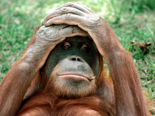 Картинка orangutan china животные обезьяны