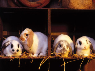 Картинка roommates животные кролики зайцы