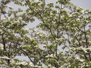 Картинка цветы цветущие деревья кустарники ветки лепестки