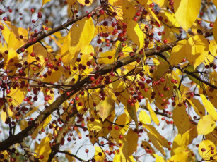 Картинка природа Ягоды ветка листья
