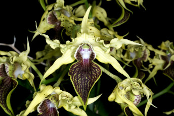 Картинка орхидея дракула цветы орхидеи салатовый экзотика