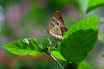 Картинка животные бабочки крылья листочки