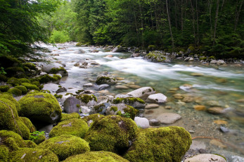Картинка природа реки озера вода течение поток камни деревья