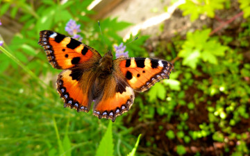 Картинка животные бабочки растения летит