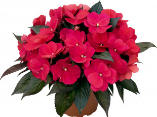 Картинка цветы бальзамины вазон горшок бальзамин красный