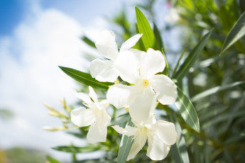 Картинка цветы олеандры ветки дерево белый цветение
