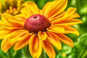 Картинка цветы рудбекия лепестки желтый макро