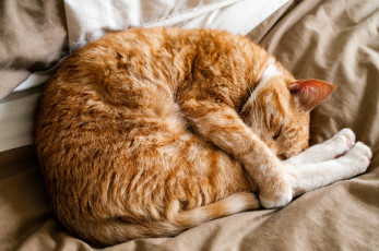 Картинка животные коты забавный рыжий поза сон