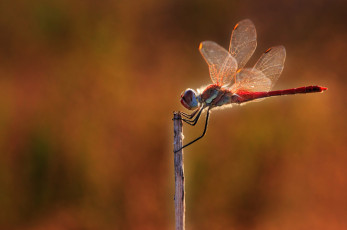 Картинка животные стрекозы полет крылья
