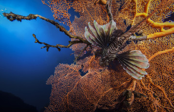 Картинка животные рыбы рыба-лев полосатая крылатка кораллы рыба-зебра lionfish