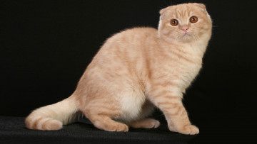 Картинка животные коты шотландская кошка вислоухий