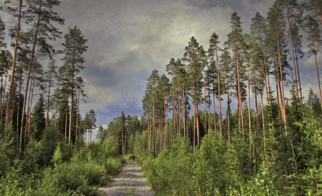 Обои картинки фото природа, дороги, лес, деревья