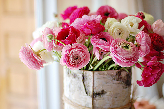 Обои картинки фото цветы, ранункулюс, азиатский, лютик, цветок, ярко-розовый, букет