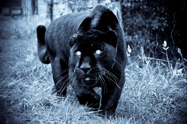 Обои картинки фото животные, пантеры, нападение, угроза, хищник