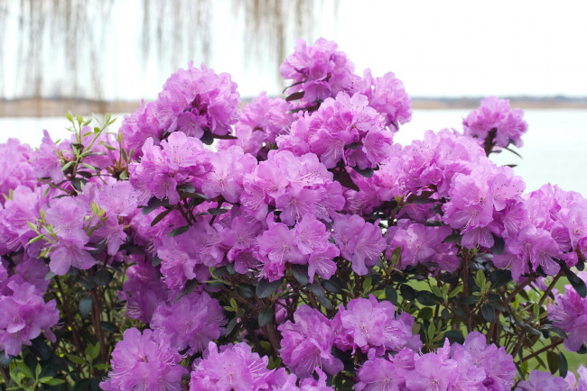Обои картинки фото цветы, рододендроны, азалии, rhododendron