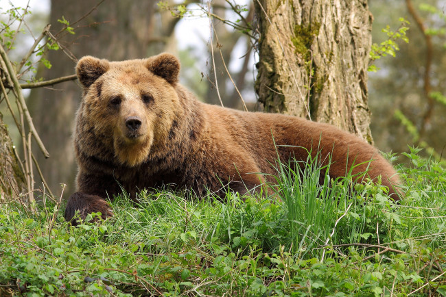 Обои картинки фото животные, медведи, bear, trees, nature, grass