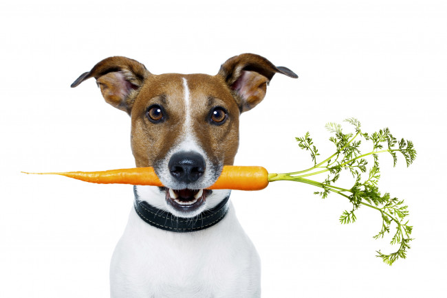 Обои картинки фото животные, собаки, морковь, собака