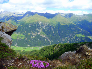 Картинка австрия тироль природа горы лес цветы