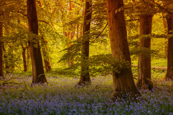 Картинка grass wood grassington north yorkshire england природа лес северный йоркшир англия деревья колокольчики цветы