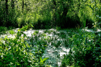 Картинка природа лес болото трава тина ряска
