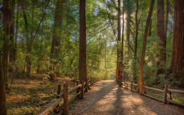 Картинка природа дороги лес ограда дорога лучи свет