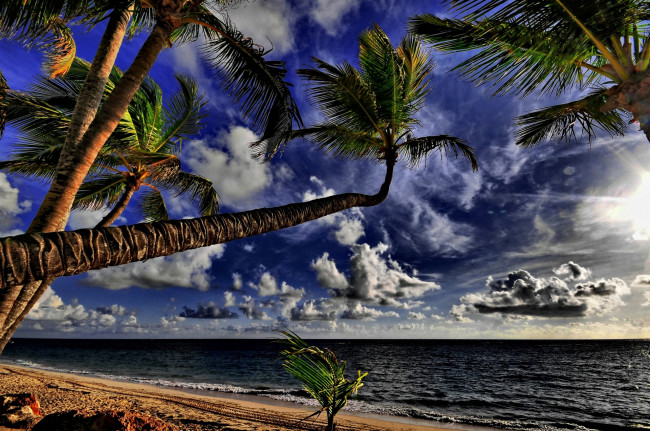 Обои картинки фото природа, тропики, океан, пальмы, побережье, пляж