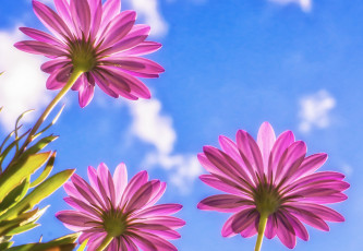 Картинка цветы диморфотеки лепестки розовые небо