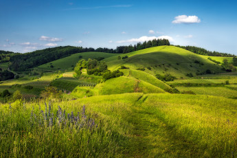Картинка природа луга зелень холмы