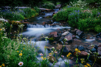 Картинка природа реки озера национальный парк маунт-рейнир washington melody creek mount rainier national park камни цветы ручей вашингтон
